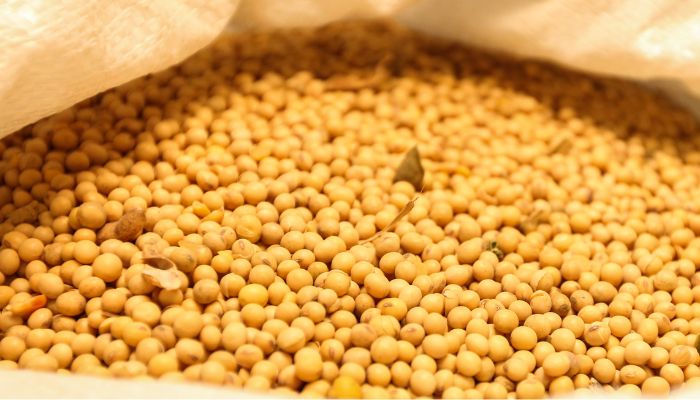  Safra de grãos do Paraná deve ter aumento de 306 mil toneladas, aponta IBGE 